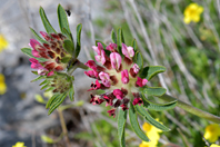 Anthyllis vulneraria